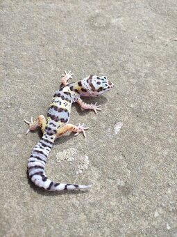 gekončík noční, terárium - 7