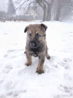 Německý ovčák - štěně s PP - 7