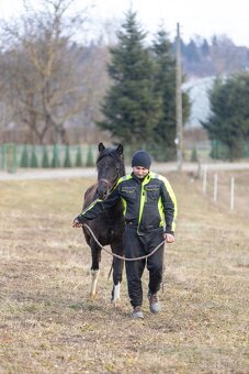 Huculský hřebec, Hucul, malý kůň, pony, tobiano - 7