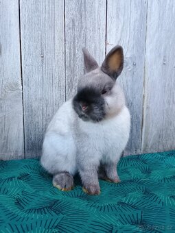 Zakrslý siam samečci s PP - 7