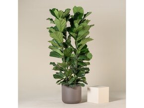 Exotické pokojovky - 7