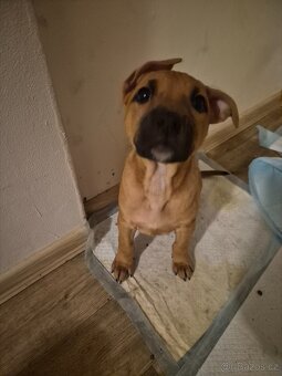 Prodam stene fenku am.staford - 7