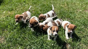 Štěňátka Jack Russell teriéra hledají nové domovy - 7