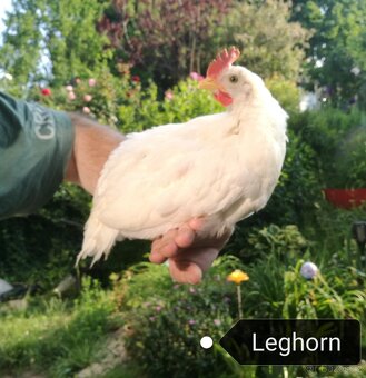 Prodám kohouta Leghorn, Vlaška rodobarva, Legbar cream - 7