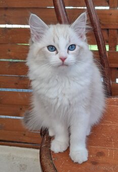 Kočičky ragdoll s PP, - 7