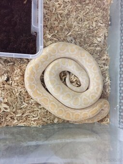 Epicrates cenchria cenchria a maurus,python regius - 7