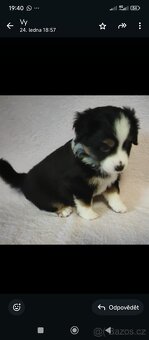 Štěňata Miniaturní Americký ovčák s PP(FCI) - 7