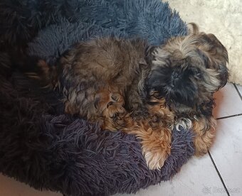 Shi tzu - 7
