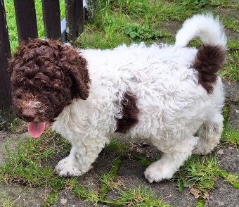 Lagotto romagnolo - pejsek - 7