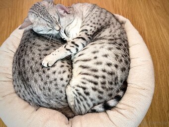 Egyptská Mau - kočička s PP - 7