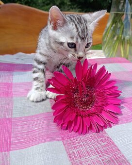 Předběžná Rezervace luxusní sněžná Bengálská koťáta s PP - 7