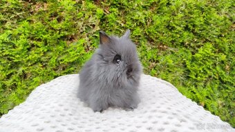 Zakrslý králík, králíček -(TEDDY)-OLAF,OLIVER,OLINA - 7