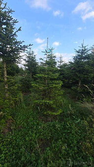 Vánoční stromky z kavkazské jídle, řezané 1,70-2,00 smre - 7