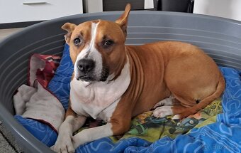 Americký stafordšírský teriér - 7