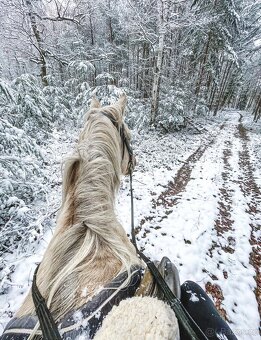 Prodám krásného isabela valacha, 12 let - 7