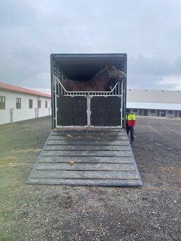 Prepravnik na kone MAN HO9 - 7