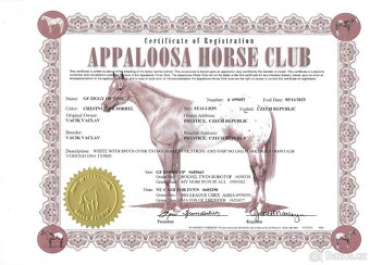 Appaloosa hřebeček - 7