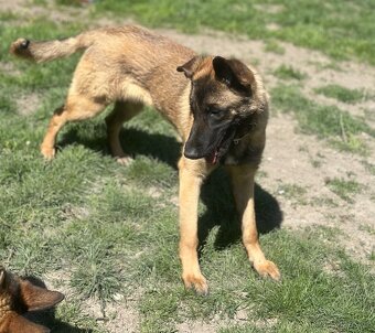 Belgický ovčák malinois bez PP - 7