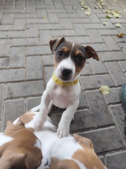 Jack Russell teriér - 7