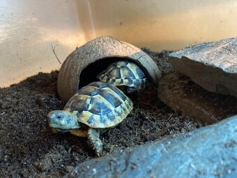 Želva zelenavá - Testudo hermanni - 7