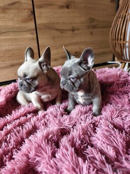 Francouzský buldoček štěňátka - 7