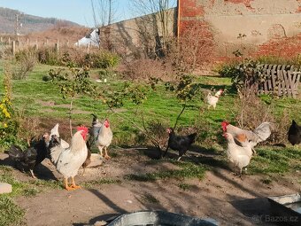 Prodám domácí kohouty a slepice - 7