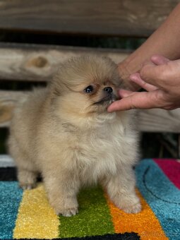 Pomeranian MINI fenečka PP FCI - 7