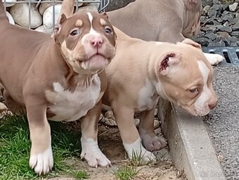 American bully pocket - 7