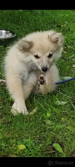 Krásné štěně trpasličí špic( mini pomeranian) - 7