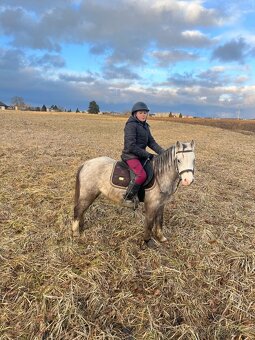 Welsh mountain Pony - 7