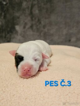 JACK RUSSELL - K REZERVACI - 7