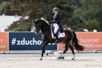 Připouštění plemenným hřebcem Welsh cob D - 7