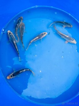 Koi kapr,karas, amur - 7