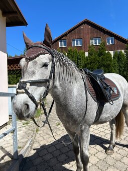Valach 144 cm, 4 roky - 7