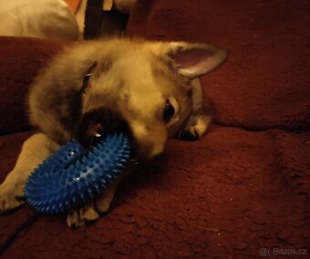 Československý vlčák - štěně s PP - 7