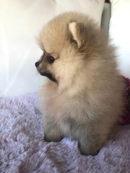 Pomeranian s p.p - 7