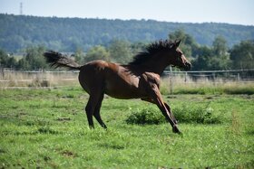 Klisna 2,5 let prodej PP arab - 7