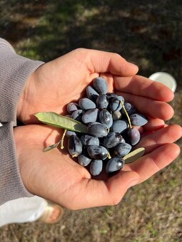 Olivový sad 9100m2 u moře - 7