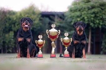 Štěňata rotvajler s PP - Rottweiler - štěně RTW - 7