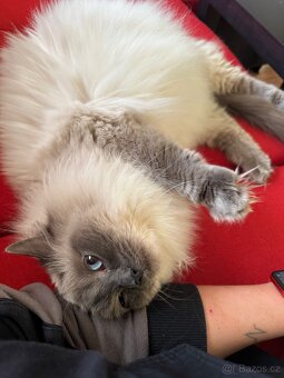 Ragdoll koťátka - 7