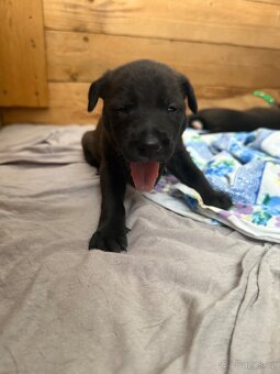 Štěňátka Border kolie a Labradora - 7