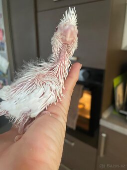 Samičky korely Bílá Albino - 7