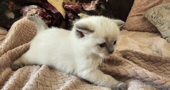 Britská koťátka colorpoit - 7