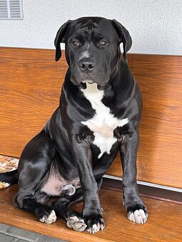 American Bully XL - 7