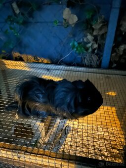 Prodám půlroční morčátka dlouhosrstá Sheltie - 7