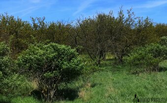 Prodej sadu, 22 292  m2 , Hustopeče u Brna - 7