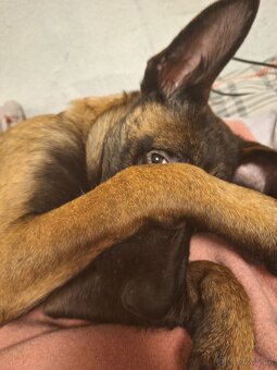 Štěně  Malinois - 7