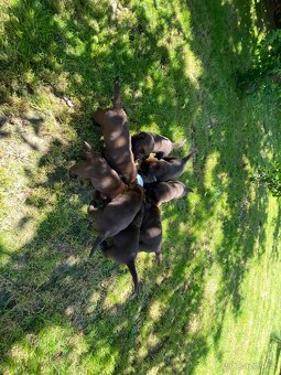 Štěňátka labradorského retrievera - 7