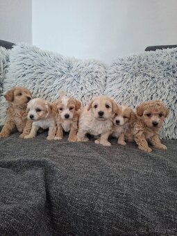Maltipoo - 7