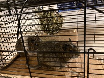 Daruji osmaky degu - 7